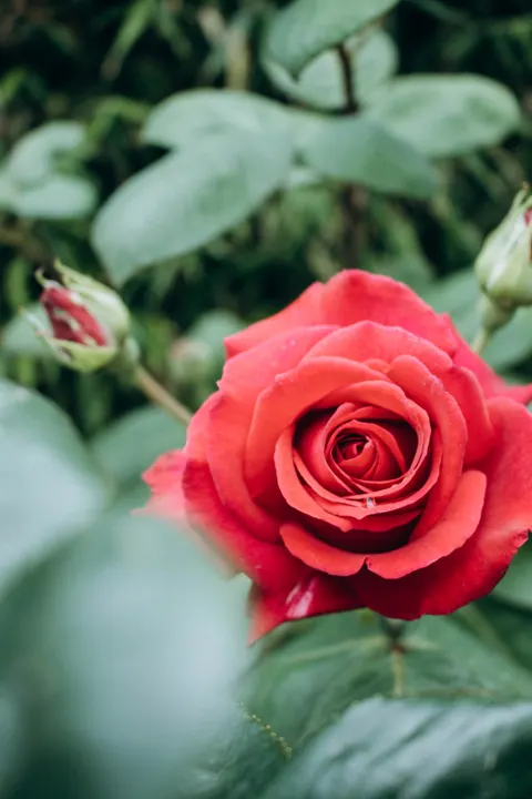 Rose Petals Phone Wallpaper · petals · 1440×2160