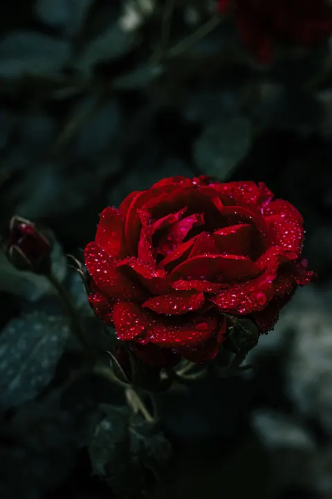 Rose Petals Phone Wallpaper · petals · 1440×2160