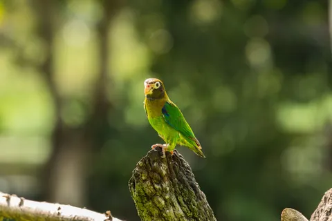 Tropischer Vogel 4K Hintergrundbild · animals · 3840×2560
