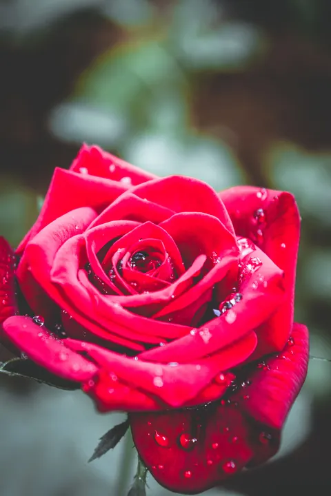 Rose Petals Phone Wallpaper · petals · 1440×2160