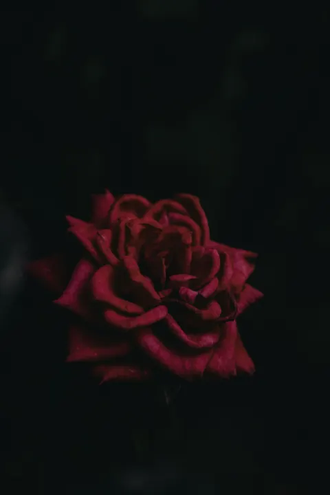 Rose Petals Phone Wallpaper · petals · 1440×2160