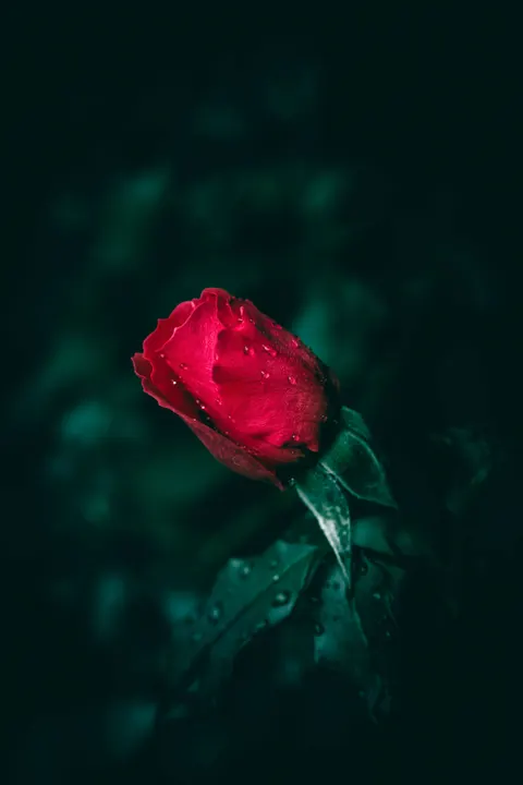 Rose Petals Phone Wallpaper · petals · 1440×2160