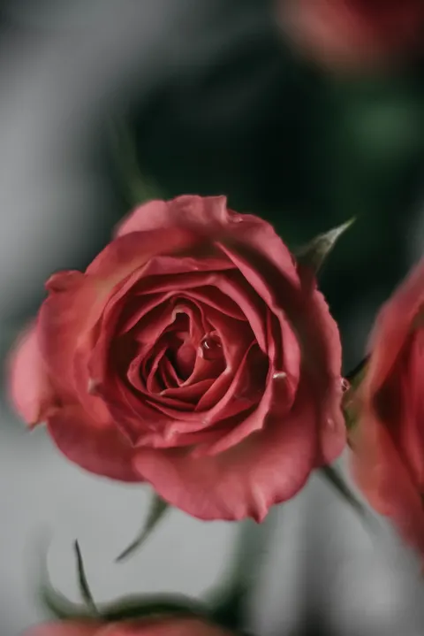 Rose Petals Phone Wallpaper · petals · 1440×2157