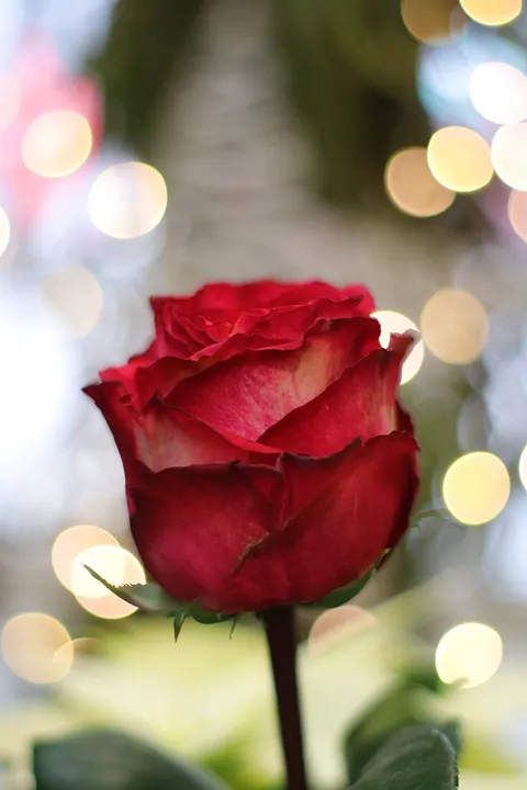장미 꽃잎 휴대폰 배경화면 · petals · 1440×2160