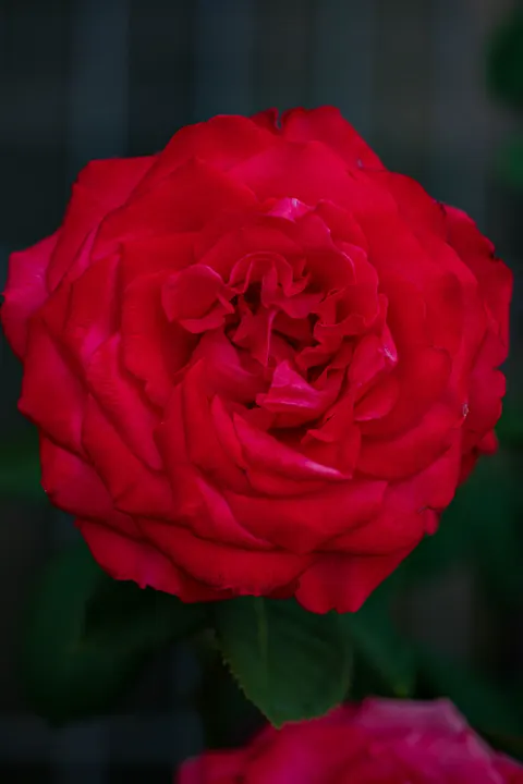 Rose Petals Phone Wallpaper · petals · 1440×2160