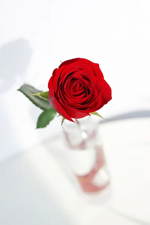 Rose Petals Phone Wallpaper · petals · 1440×2160