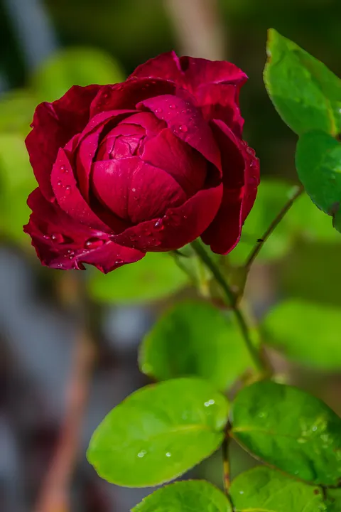 Rosenblätter Handy-Hintergrundbild · petals · 1440×2160