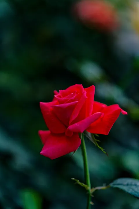 Rose Petals Phone Wallpaper · petals · 1440×2160