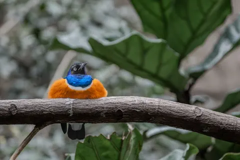 Tropikal Kuş 4K Duvar Kağıdı · animals · 3840×2560