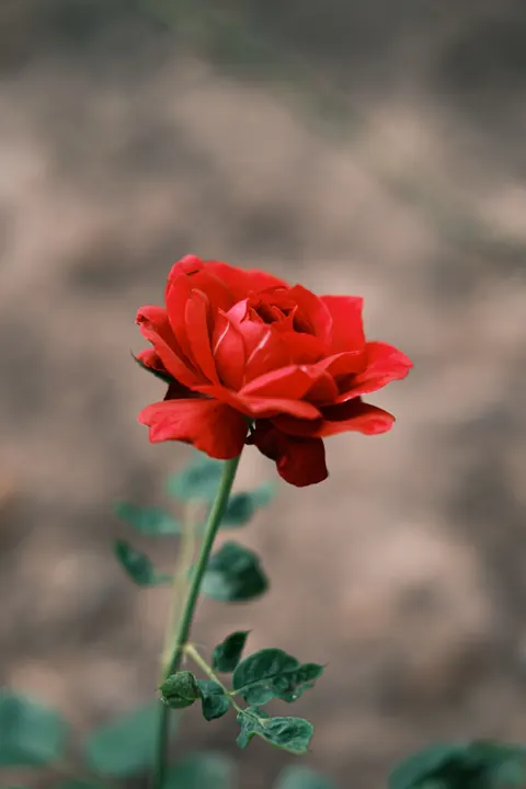 Rose Petals Phone Wallpaper · petals · 1440×2160