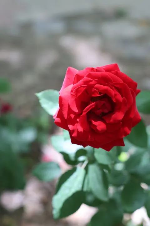 장미 꽃잎 휴대폰 배경화면 · petals · 1440×2160