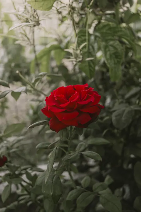Rose Petals Phone Wallpaper · petals · 1440×2160