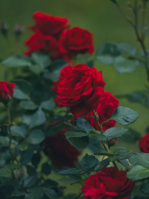 Rose Petals Phone Wallpaper · petals · 1440×1920