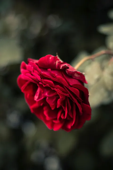 Rose Petals Phone Wallpaper · petals · 1440×2160
