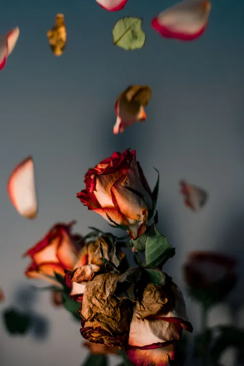 Rose Petals Phone Wallpaper · petals · 1440×2160