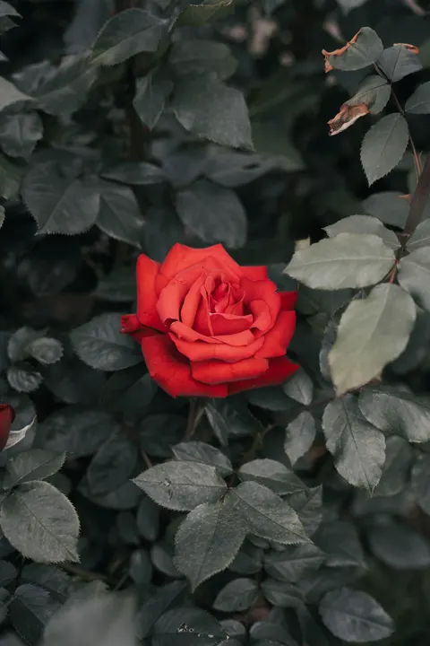 Rose Petals Phone Wallpaper · petals · 1440×2160
