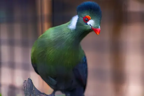 Tropical Bird 4K Wallpaper · animals · 3840×2560