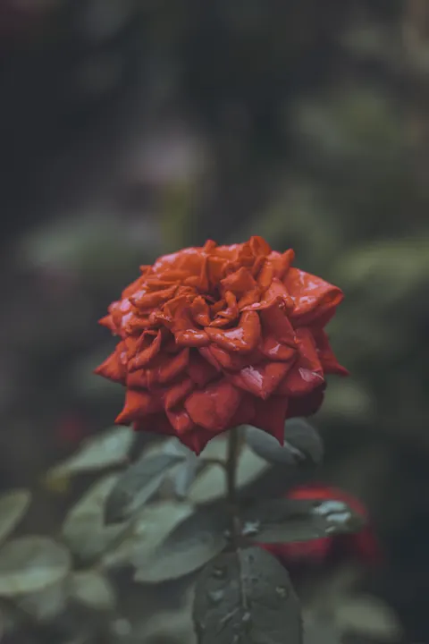 Płatki róż Tapeta na Telefon · petals · 1440×2160