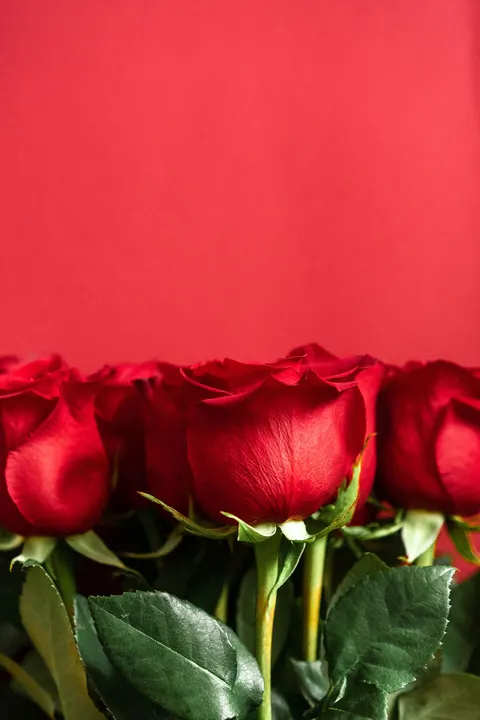 Rose Petals Phone Wallpaper · petals · 1440×2160