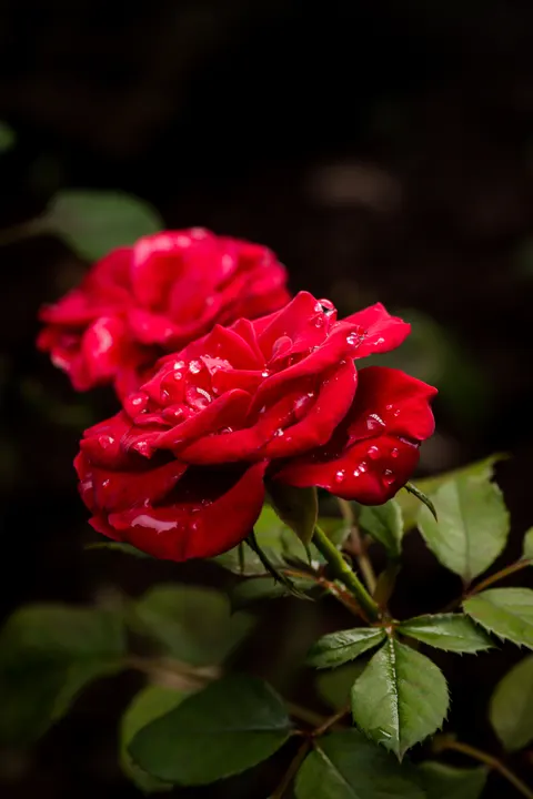 Rozenblaadjes Telefoon Achtergrond · petals · 1440×2160