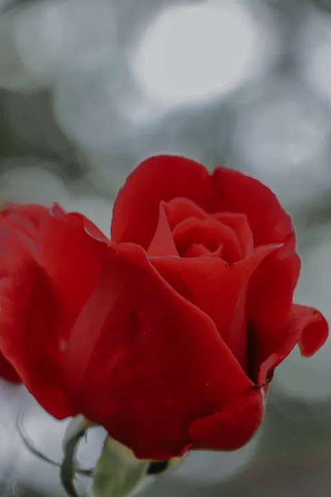 Rose Petals Phone Wallpaper · petals · 1440×2160