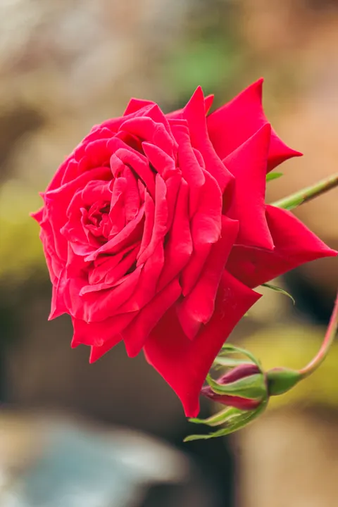 Rose Petals Phone Wallpaper · petals · 1440×2160