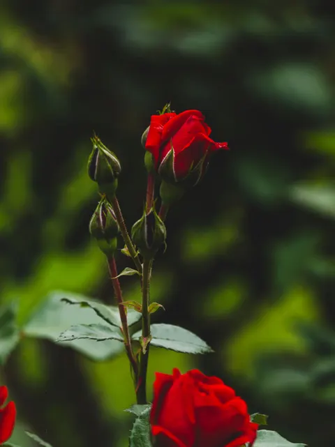 Rose Petals Phone Wallpaper · petals · 1440×1920