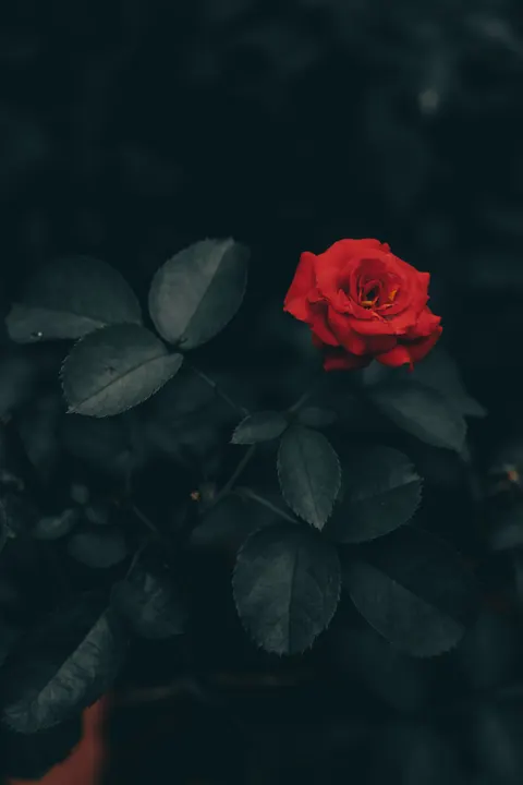 Rose Petals Phone Wallpaper · petals · 1440×2160