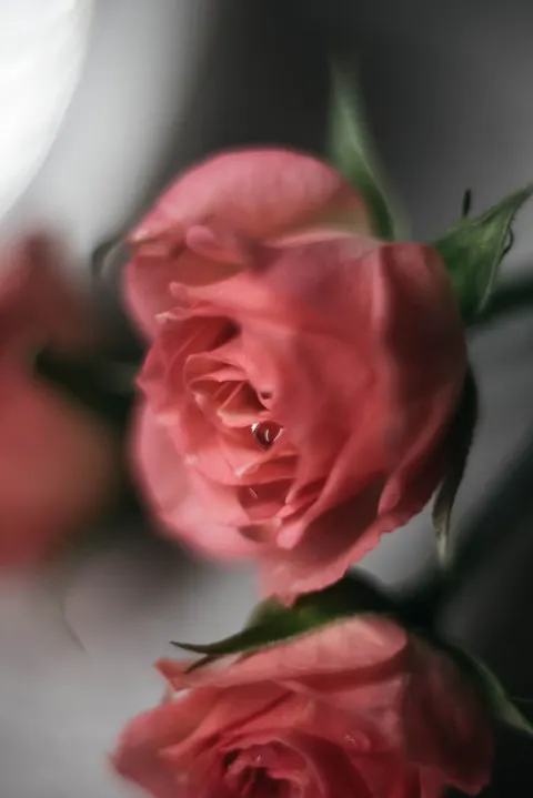 장미 꽃잎 휴대폰 배경화면 · petals · 1440×2157
