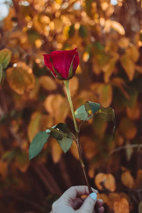 Rose Petals Phone Wallpaper · petals · 1440×2160