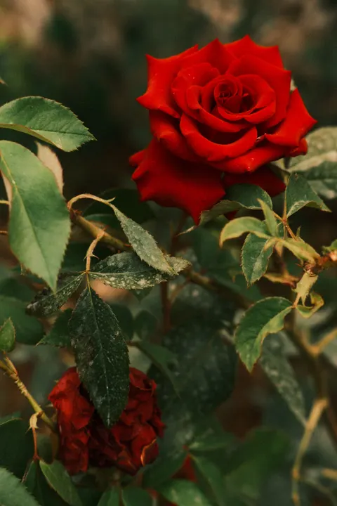 Rose Petals Phone Wallpaper · petals · 1440×2160