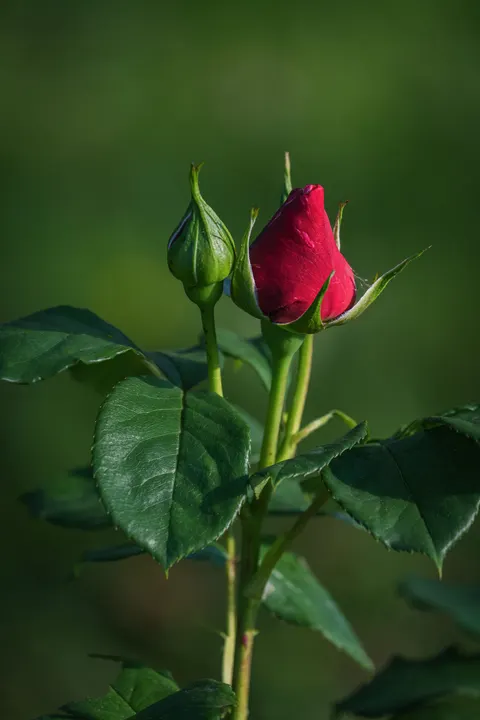 Rose Petals Phone Wallpaper · petals · 1440×2160
