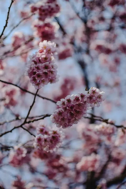 Sakura Branch Phone Wallpaper · petals · 1440×2160