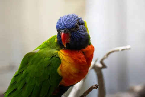 والپیپر پرنده استوایی با کیفیت 4K · animals · 3840×2560