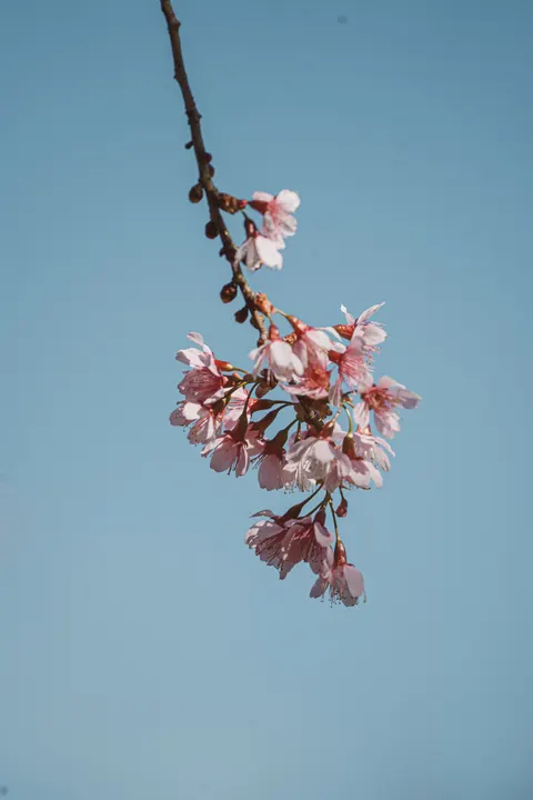 Sakura Branch Phone Wallpaper · petals · 1440×2160