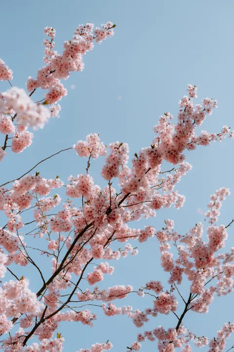Sakura Branch Phone Wallpaper · petals · 1440×2160
