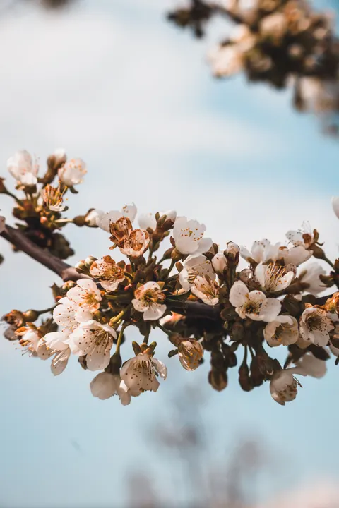 Sakura Branch Phone Wallpaper · petals · 1440×2160