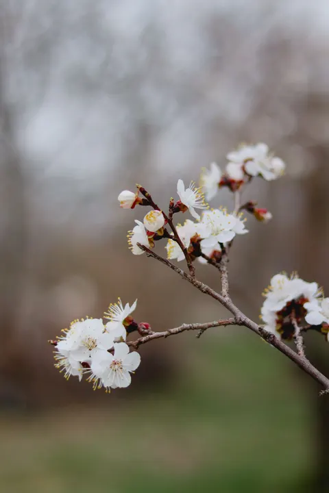 Sakura Branch Phone Wallpaper · petals · 1440×2160