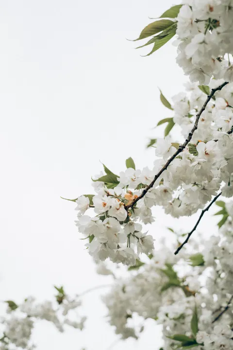 Sakura Branch Phone Wallpaper · petals · 1440×2160