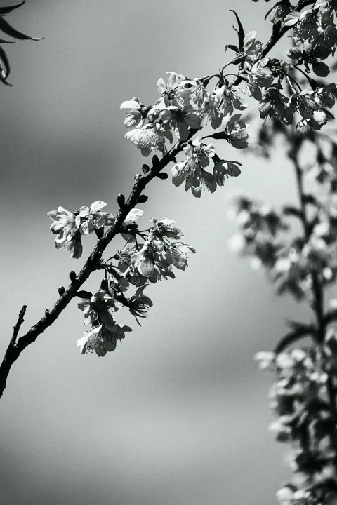 Sakura Branch Phone Wallpaper · petals · 1440×2160