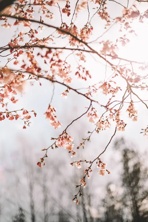 Sakura Branch Phone Wallpaper · petals · 1440×2160