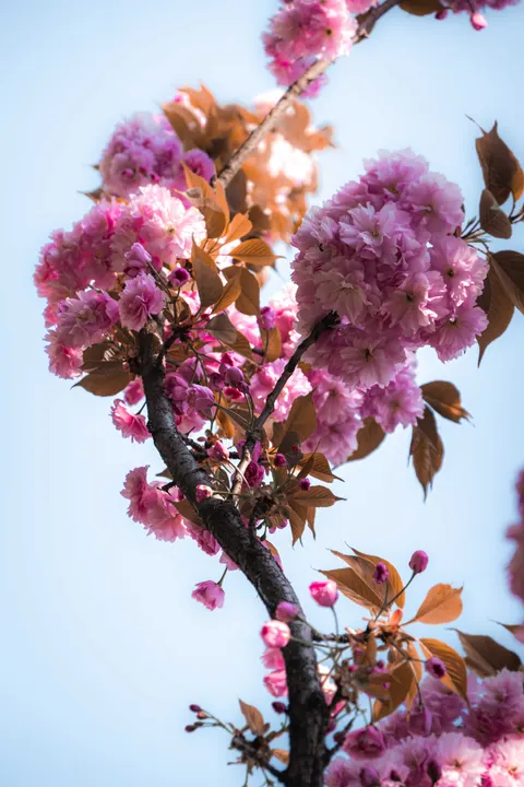 Sakura Branch Phone Wallpaper · petals · 1440×2160