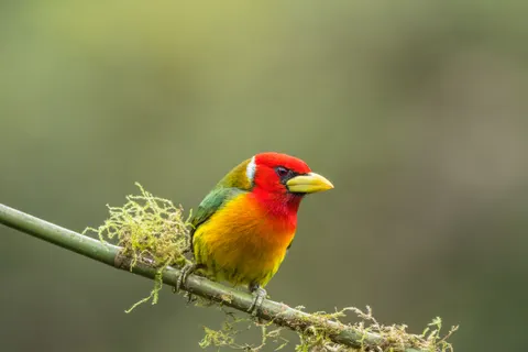 उष्णकटिबंधीय पक्षी 4K वॉलपेपर · animals · 3840×2560