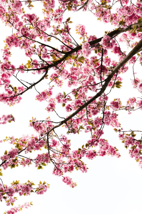Sakura Branch Phone Wallpaper · petals · 1440×2160