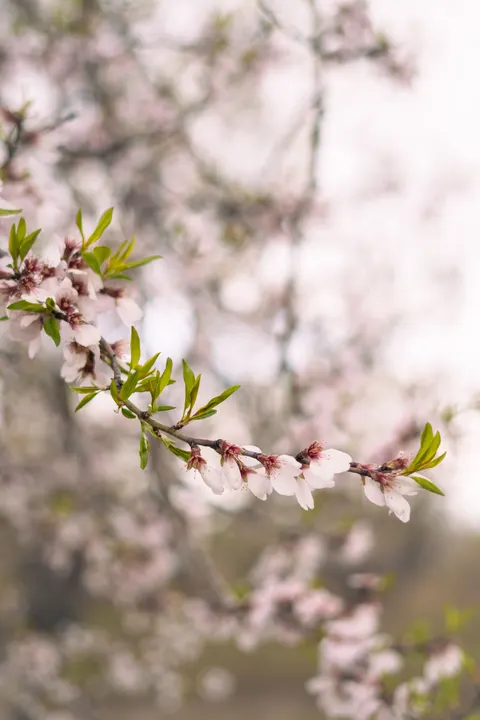 Sakura Branch Phone Wallpaper · petals · 1440×2160