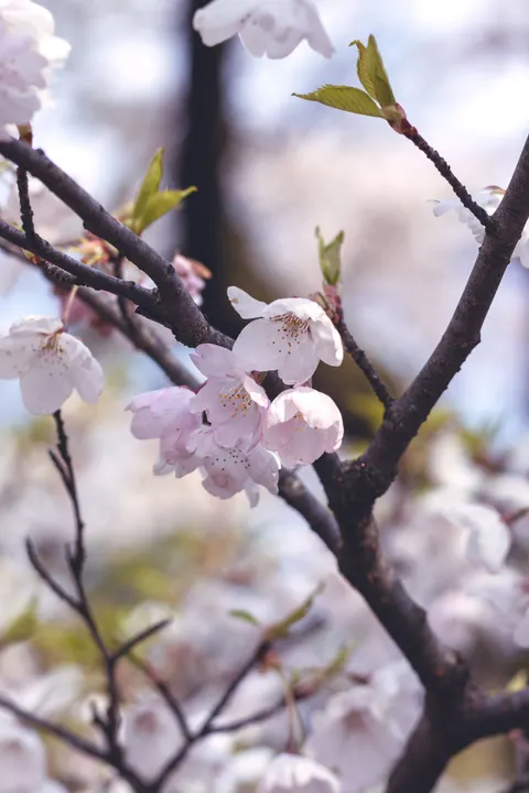 Sakura Branch Phone Wallpaper · petals · 1440×2160