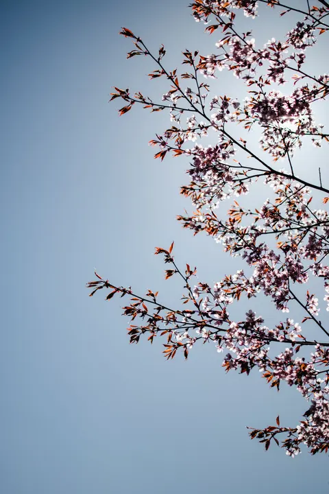 Sakura Branch Phone Wallpaper · petals · 1440×2160