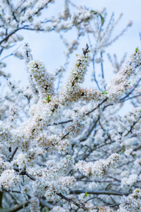 Sakura Branch Phone Wallpaper · petals · 1440×2160