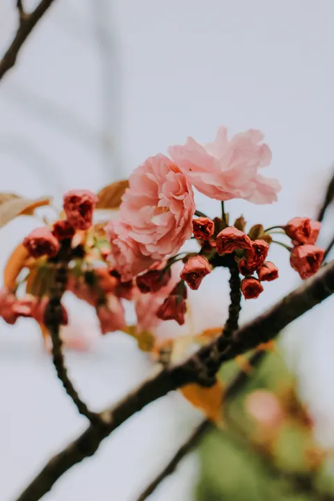 Ranting Sakura Wallpaper HP · petals · 1440×2160