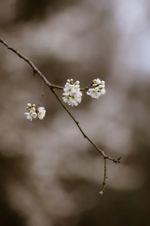 Sakura Branch Phone Wallpaper · petals · 1440×2160